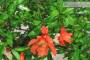9 - Bonsai di Melograno (149)