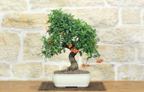 1 - Bonsai di Pyracantha Coccinea (169)