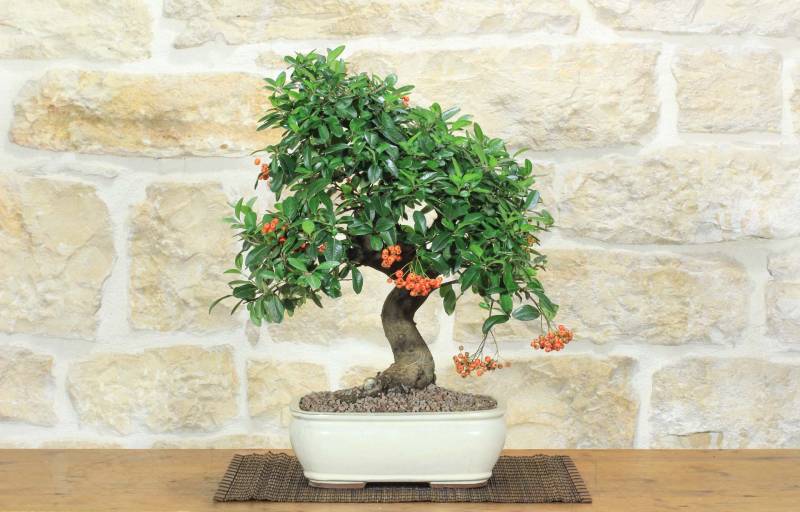 1 - Bonsai di Pyracantha Coccinea (169)