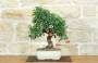 1 - Bonsai di Pyracantha Coccinea (169)