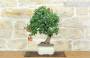 2 - Bonsai di Pyracantha Coccinea (169)