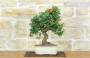 3 - Bonsai di Pyracantha Coccinea (169)
