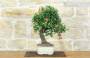 4 - Bonsai di Pyracantha Coccinea (169)