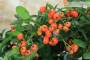7 - Bonsai di Pyracantha Coccinea (169)