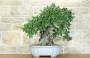 1 - Bonsai di Quercia Roverella (55)