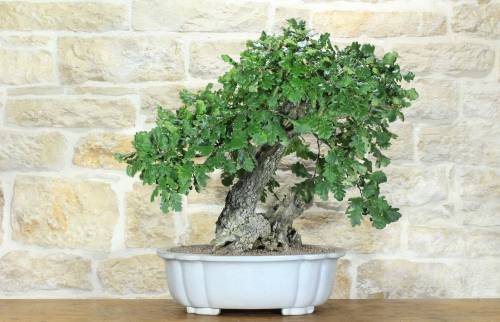 1 - Bonsai di Quercia Roverella (55)