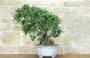 2 - Bonsai di Quercia Roverella (55)
