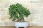 3 - Bonsai di Quercia Roverella (55)