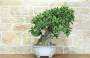 4 - Bonsai di Quercia Roverella (55)