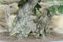 5 - Bonsai di Quercia Roverella (55)
