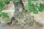 6 - Bonsai di Quercia Roverella (55)