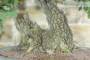 7 - Bonsai di Quercia Roverella (55)