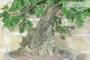 8 - Bonsai di Quercia Roverella (55)