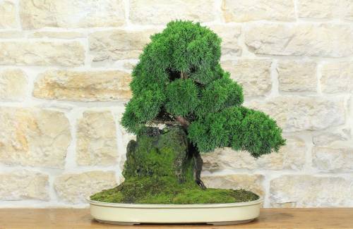 1 - Bonsai di Ginepro Kishu su roccia (128)