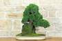 1 - Bonsai di Ginepro Kishu su roccia (128)