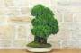 2 - Bonsai di Ginepro Kishu su roccia (128)