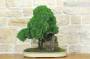 3 - Bonsai di Ginepro Kishu su roccia (128)