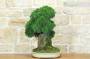 4 - Bonsai di Ginepro Kishu su roccia (128)