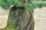6 - Bonsai di Ginepro Kishu su roccia (128)