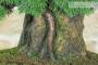 7 - Bonsai di Ginepro Kishu su roccia (128)