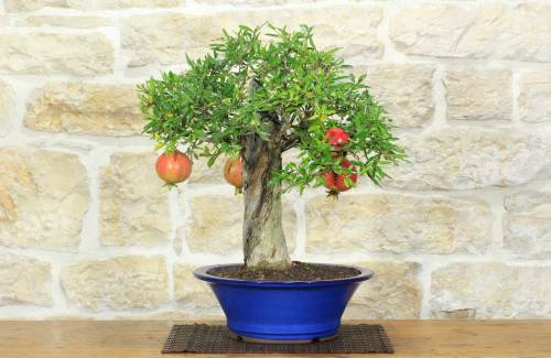 1 - Bonsai di Melograno da frutto (150)
