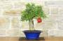 3 - Bonsai di Melograno da frutto (150)