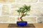 1 - Bonsai di Melograno Nano in vaso smaltato - età 9 anni