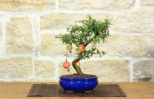 1 - Bonsai di Melograno Nano in vaso smaltato - età 9 anni