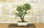 2 - Bonsai di Melograno Nano in vaso smaltato - età 9 anni