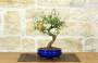 3 - Bonsai di Melograno Nano in vaso smaltato - età 9 anni