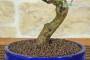 4 - Bonsai di Melograno Nano in vaso smaltato - età 9 anni