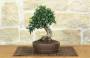 1 - Bonsai di Olivastro (275)