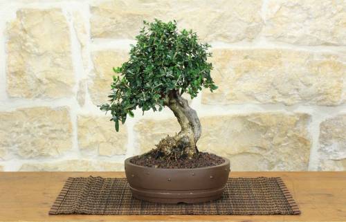 1 - Bonsai di Olivastro (275)