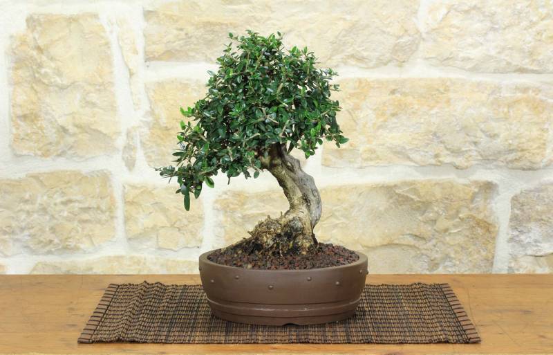 1 - Bonsai di Olivastro (275)