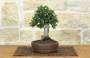 2 - Bonsai di Olivastro (275)