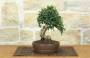 3 - Bonsai di Olivastro (275)