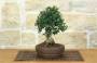 4 - Bonsai di Olivastro (275)
