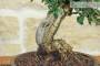5 - Bonsai di Olivastro (275)