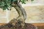 6 - Bonsai di Olivastro (275)