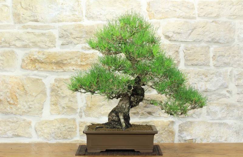 1 - Bonsai di Pino Nero Thunbergii (85)