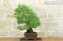 2 - Bonsai di Pino Nero Thunbergii (85)