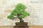 3 - Bonsai di Pino Nero Thunbergii (85)