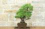 4 - Bonsai di Pino Nero Thunbergii (85)