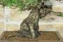 5 - Bonsai di Pino Nero Thunbergii (85)