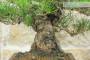 6 - Bonsai di Pino Nero Thunbergii (85)