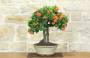 1 - Bonsai di Pyracantha Coccinea (170)