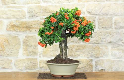 1 - Bonsai di Pyracantha Coccinea (170)
