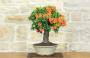 2 - Bonsai di Pyracantha Coccinea (170)