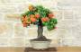 3 - Bonsai di Pyracantha Coccinea (170)