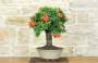 4 - Bonsai di Pyracantha Coccinea (170)